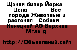 Щенки бивер Йорка  › Цена ­ 30 000 - Все города Животные и растения » Собаки   . Ненецкий АО,Верхняя Мгла д.